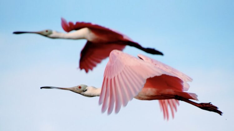 A couple of roseate spoonbills against the gentle hues of the early morning. - Photo Yucatan Magazine