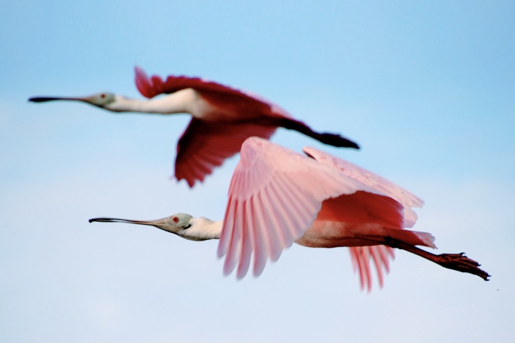 The Elusive Roseate Spoonbill: Where and When to Spot It in Yucatán