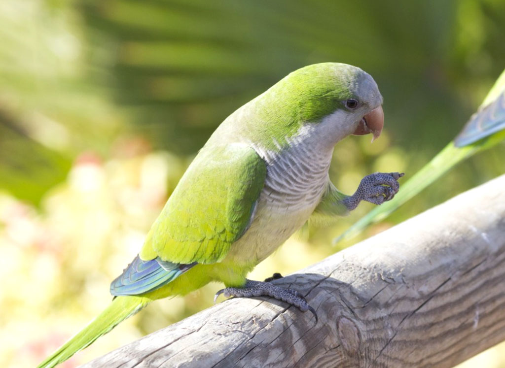 Why This Adorable Argentine Parrot is Now Considered a Pest in Mexico