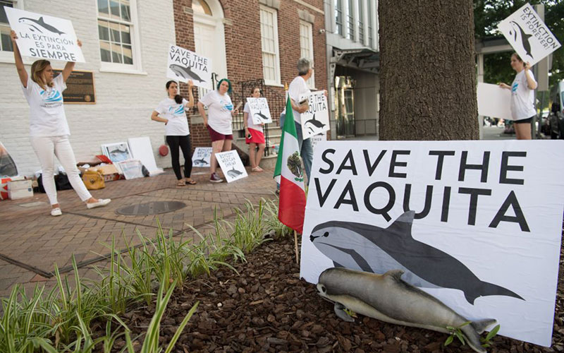 Vaquita Protection Zones Reduced by 86%, Critics Call It Surrender to Cartels