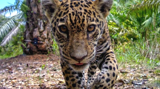 jaguar