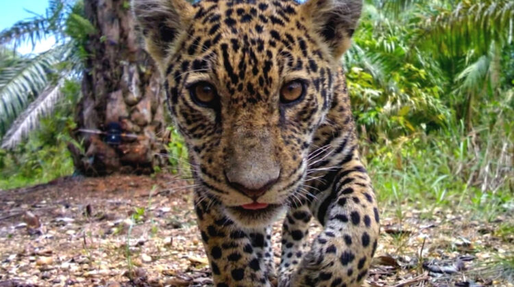 jaguar