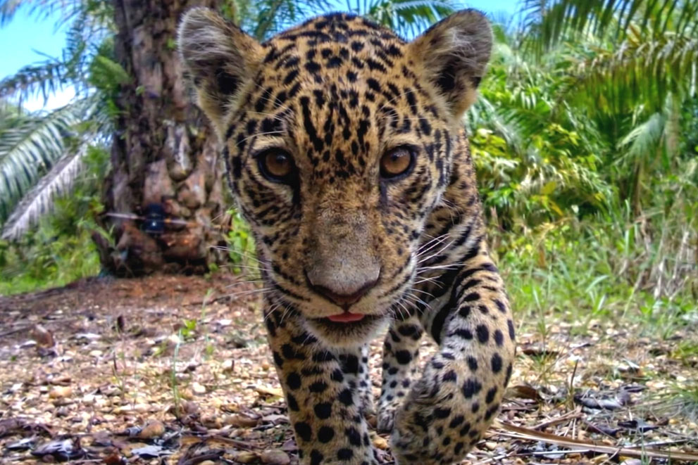 Jaguar Spotted in Guanajuato for First Time: Cameras Capture Rare Sighting in Sierra Gorda Reserve