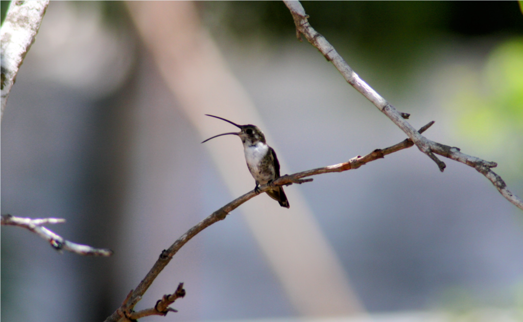 hummingbirds