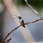 hummingbirds
