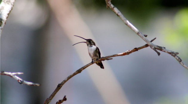 hummingbirds