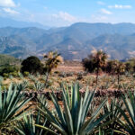 Mezcal