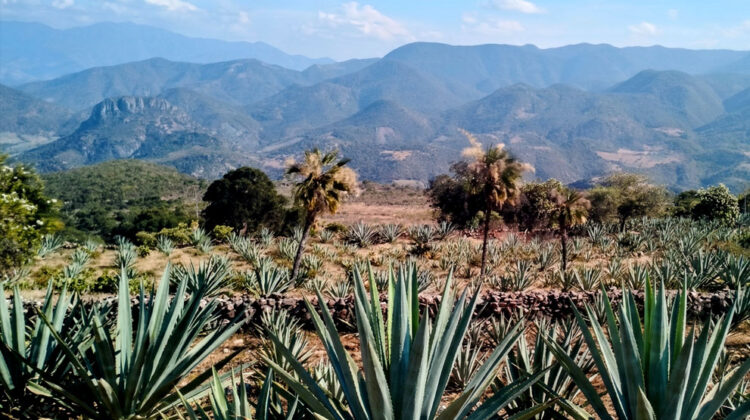Mezcal