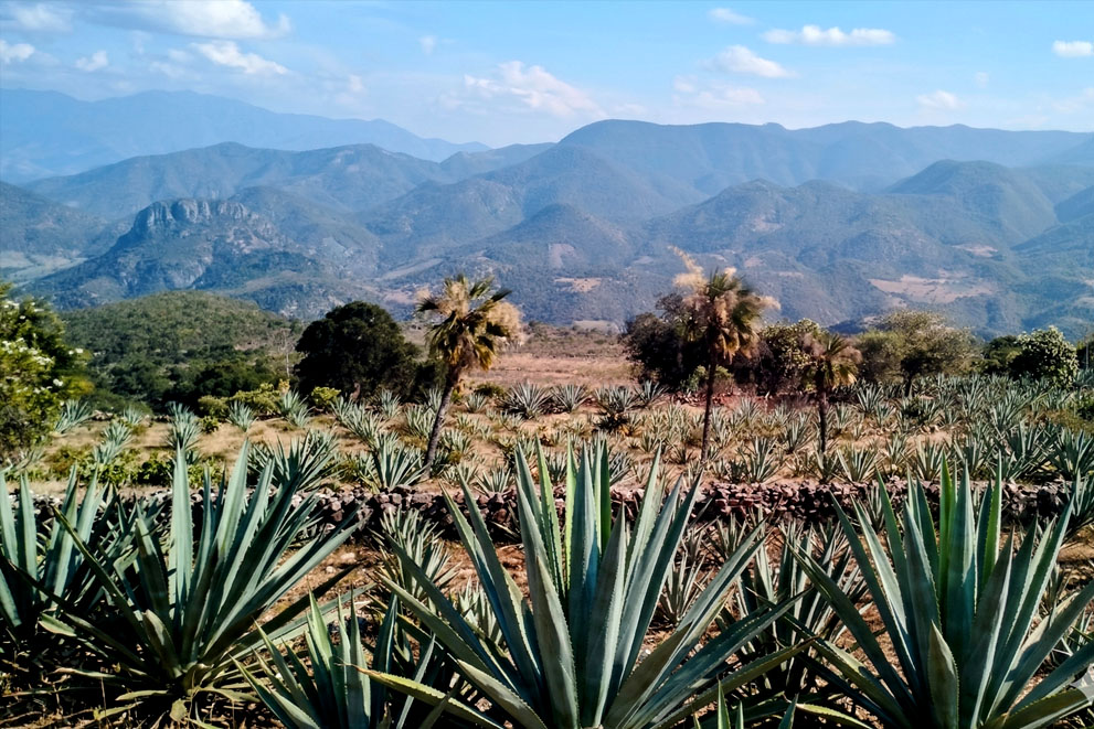 Thirst for Growth: Mezcal’s Global Appeal Strains Oaxaca’s Land and Water