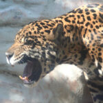 Zoo