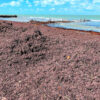 sargassum