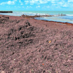 sargassum