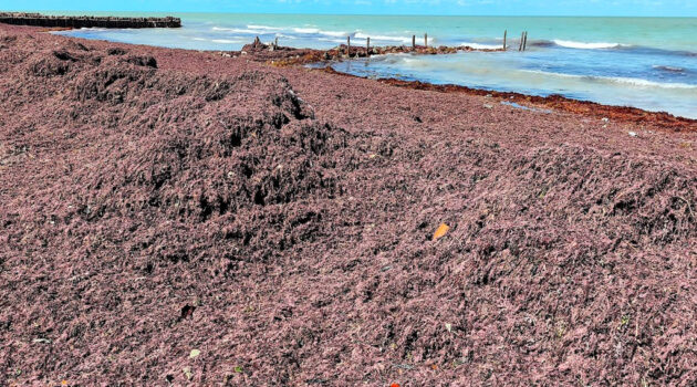 sargassum