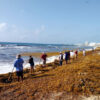 Sargassum