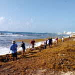 Sargassum