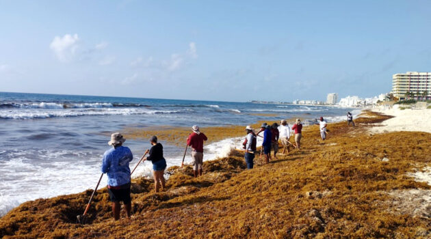 Sargassum