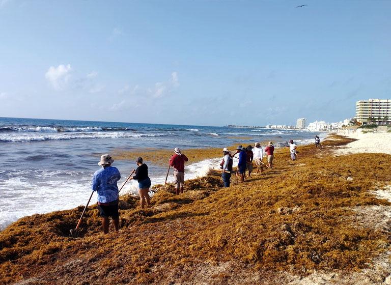 Sargassum
