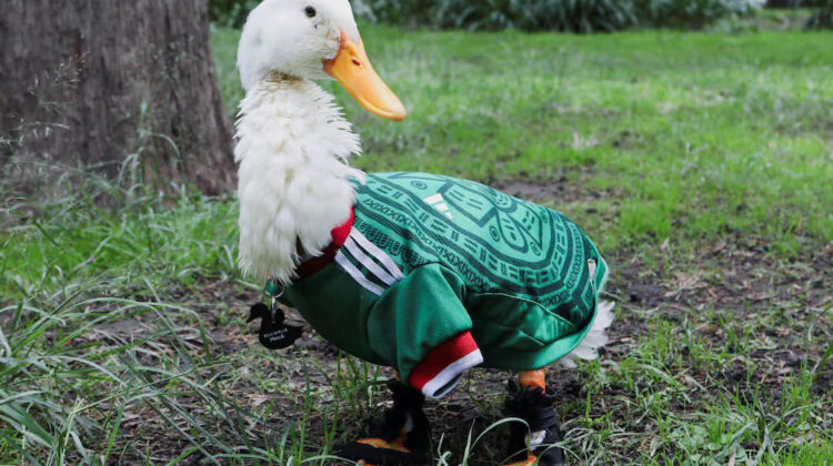 World Cup duck