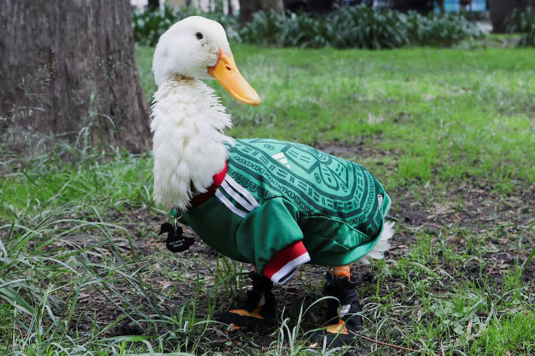 World Cup duck